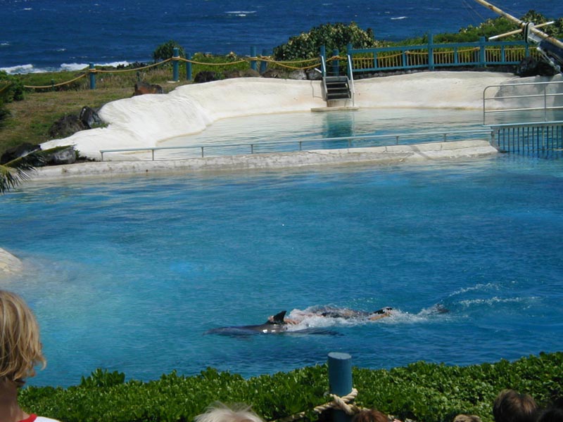 5-oahu-sealifepark-p9300169