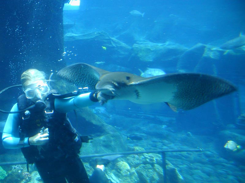 5-oahu-sealifepark-p9300186