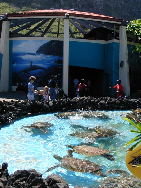 5-oahu-sealifepark-p9300192