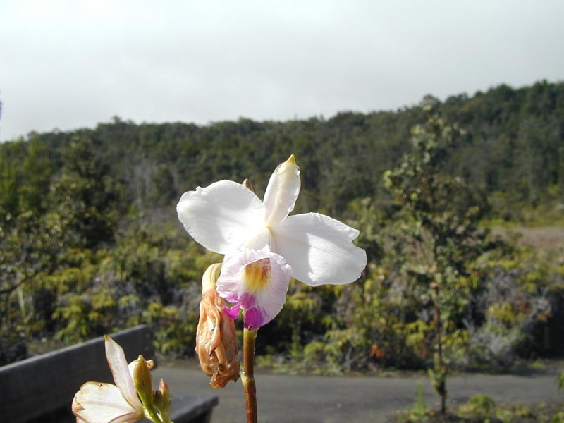 7-hawaii-volcano-pa0020267